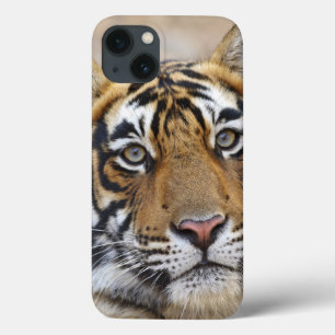 iPhone 13 Case Portrait du tigre royal du Bengale, Ranthambhor