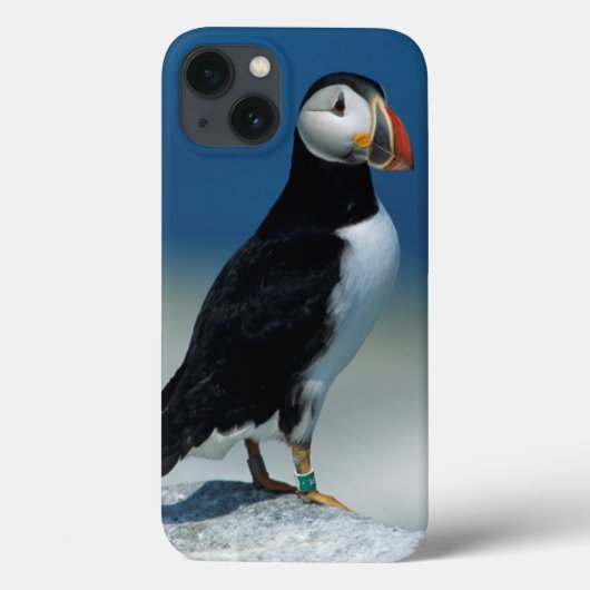 Coques Case-Mate iPhone Portrait d'un macareux atlantique (Verso)