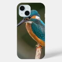 Profil de Kingfisher