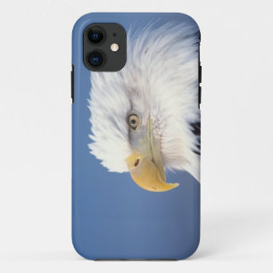 Coque Case-Mate Pour iPhone pygargue à tête blanche, Haliaeetus leuccocephalus