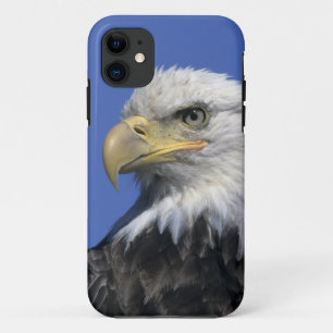 Coques Pour iPhone Pygargue à tête blanche, (Haliaeetus leucocephalus