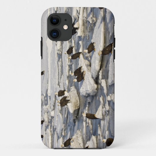 Coques Case-Mate iPhone Pygargue à tête blanche, Haliaeetus leucocephalus, (Dos)