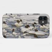 Coques Case-Mate iPhone Pygargue à tête blanche, Haliaeetus leucocephalus, (Dos (Horizontal))