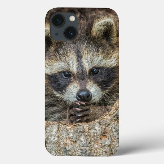 Coques Case-Mate iPhone Raccon Nestled Inside a Tree Hollow (Verso)