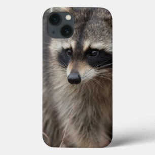 Coques Pour iPhone Raccoon, Procyon lotor, Florida