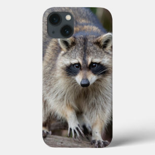 Coques Pour iPhone Raccoon, Procyon lotor, Floride, USA 2