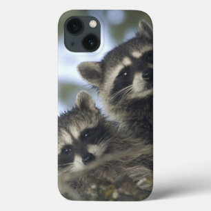 Etui iPhone Case-Mate Raton laveur Procyon Lotor) du Fish Lake, centre