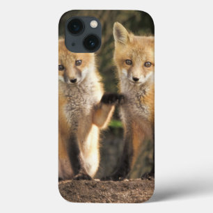 Coques Pour iPhone Red Fox pup in front of den Vulpes vulpes)