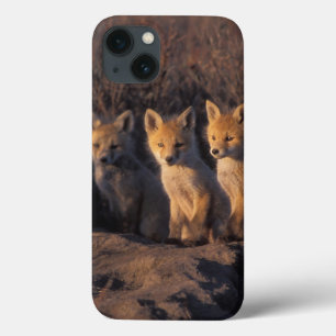 iPhone 13 Case red fox, Vulpes vulpes, kits