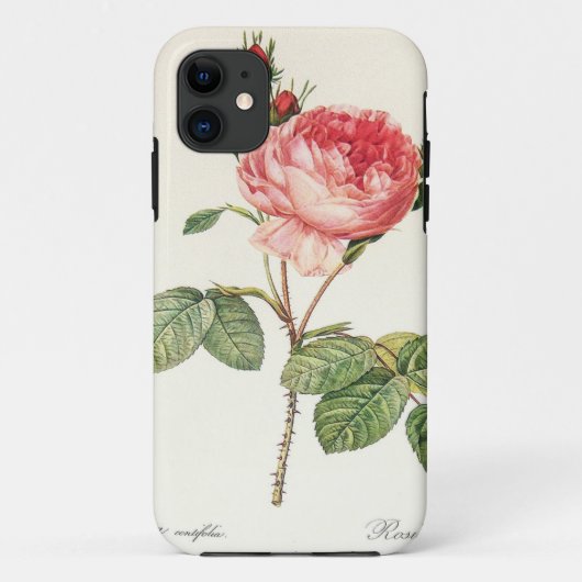Coques Case-Mate iPhone Redoute Rosa Centifolia (clair) (Dos)