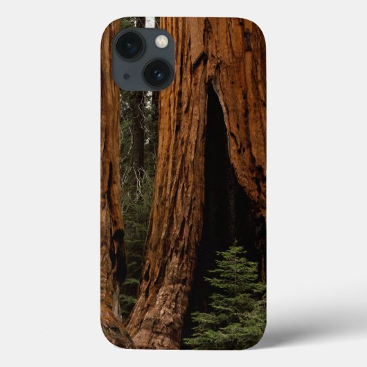 Coques Case-Mate iPhone Redwood Trees, Sequoia National Park. (Verso)