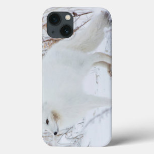 Coques Pour iPhone Renard arctique