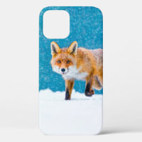 Renard en hiver. Renard rouge, Vulpes vulpes, reni