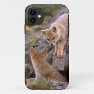 Coques Pour iPhone Renard gris sud-américain (Lycalopex griseus) coup