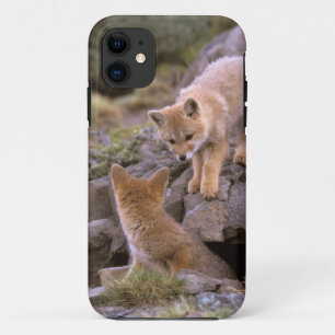 Coque iPhone 11 Renard gris sud-américain (Lycalopex griseus) coup