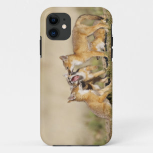 Coque iPhone 11 Renard roux (Vulpes macrotis) jeune au terrier,