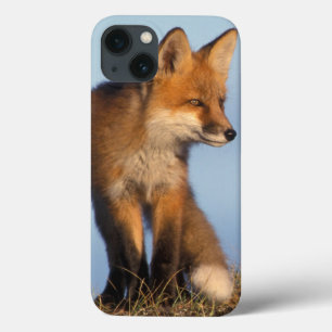 iPhone 13 Coque renard roux, Vulpes vulpes