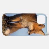 Coques Case-Mate iPhone renard roux, Vulpes vulpes (Verso (horizontal))