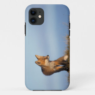 Coques Pour iPhone renard roux, Vulpes vulpes