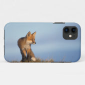 Coques Case-Mate iPhone renard roux, Vulpes vulpes (Dos (Horizontal))