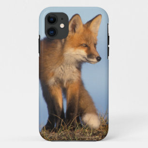Etui iPhone Case-Mate renard roux, Vulpes vulpes