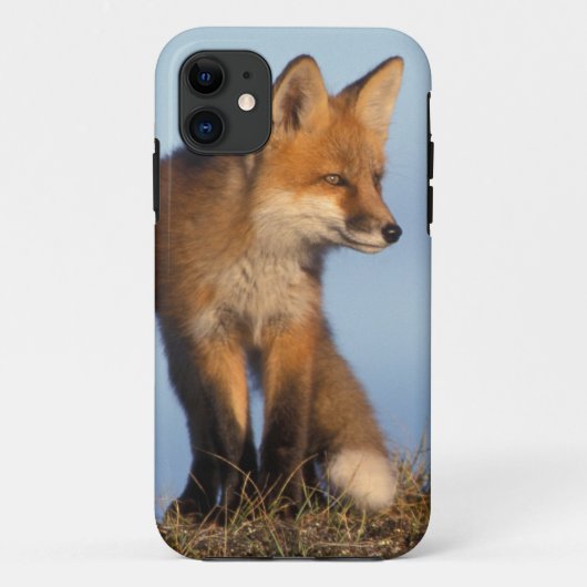 Coques Case-Mate iPhone renard roux, Vulpes vulpes (Dos)