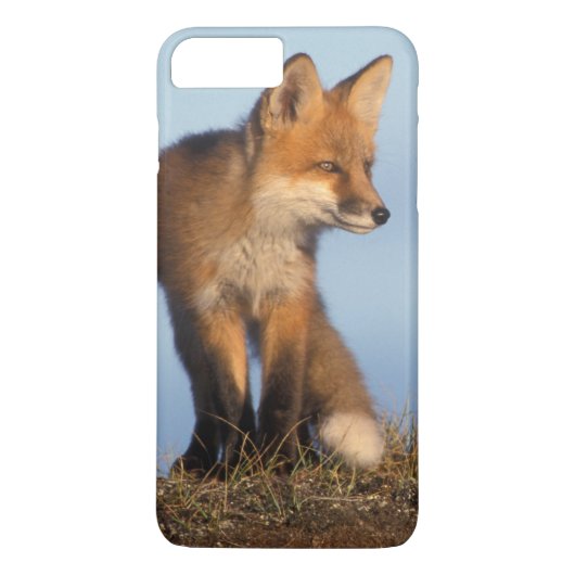 Coques Case-Mate iPhone renard roux, Vulpes vulpes (Dos)