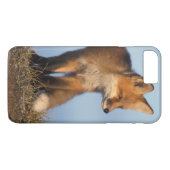 Coques Case-Mate iPhone renard roux, Vulpes vulpes (Dos (Horizontal))