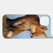 Coques Case-Mate iPhone renard roux, Vulpes vulpes (Verso (horizontal))