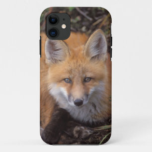 Coque Case-Mate Pour iPhone renard roux, Vulpes vulpes, en couleurs d'automne