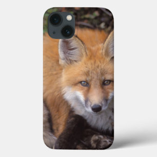 iPhone 13 Coque renard roux, Vulpes vulpes, en couleurs d'automne