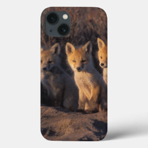 Etui iPhone 13 renard roux, Vulpes vulpes, kits