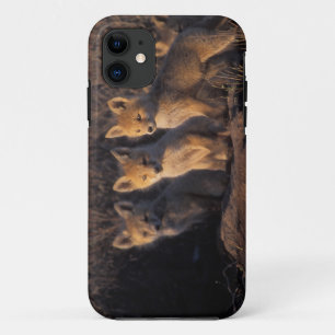 Coque Case-Mate Pour iPhone renard roux, Vulpes vulpes, kits