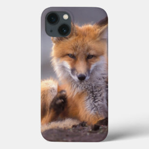 iPhone 13 Case renard roux, Vulpes vulpes, petit se grattant,