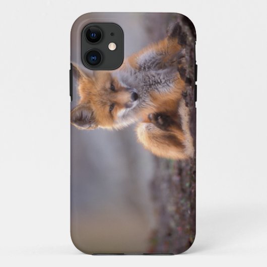 Coques Case-Mate iPhone renard roux, Vulpes vulpes, petit se grattant, (Dos)