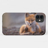 Coques Case-Mate iPhone renard roux, Vulpes vulpes, petit se grattant, (Dos (Horizontal))