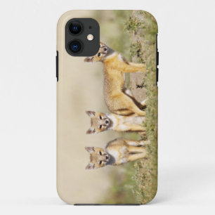 Etui iPhone Case-Mate Renard swift (Vulpes macrotis) jeune au terrier, 3