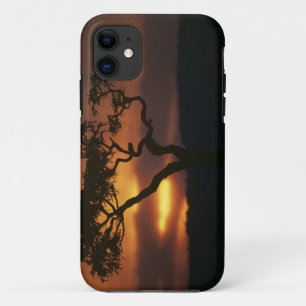 Coque iPhone 11 Réserve de gibier d'Afrique, Kenya, Masai-Mara, me