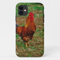 Rooster