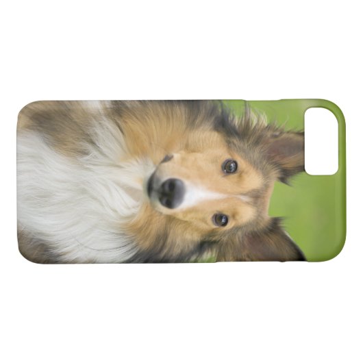 Coques Case-Mate iPhone Rough Collie, chien (Dos (Horizontal))