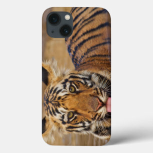 Coques Pour iPhone Royal Bengal Tiger cub, drinking water