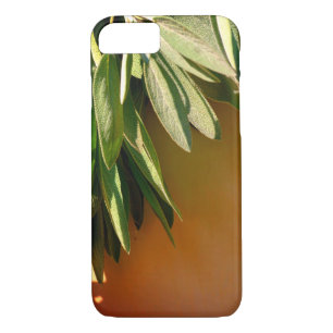 Coque iPhone 8/7 Sage frais coupé