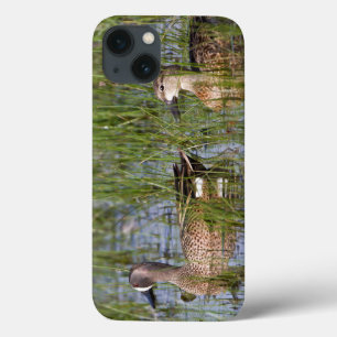 Etui iPhone 13 Sarcelle à ailes bleues mâle et femelle en zone hu