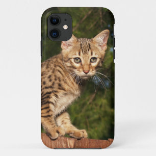 Case-Mate iPhone Case Savannah Cat iPhone 5 Coque-Mate à peine là