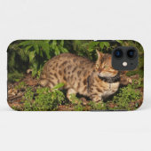Coques Case-Mate iPhone Savannah Cat iPhone 5 Coque-Mate à peine là (Dos (Horizontal))