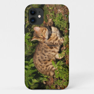 Coque Case-Mate Pour iPhone Savannah Cat iPhone 5 Custom Coque-Mate ID