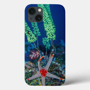 Case-Mate iPhone Case Sea Star and Tunicate