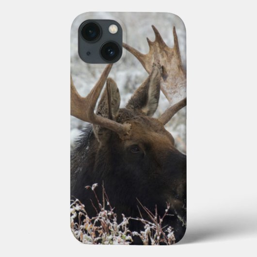 Coques Case-Mate iPhone Shiras Bull Moose (Verso)