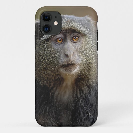 Coques Case-Mate iPhone Singe de Sykes ou cercopithèque à diadème, Cercopi (Dos)