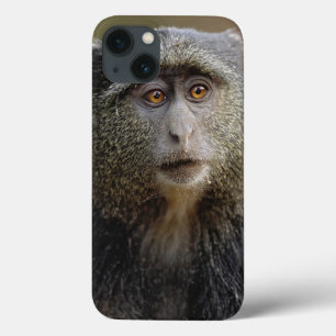 Coques Pour iPhone Singe de Sykes ou cercopithèque à diadème, Cercopi